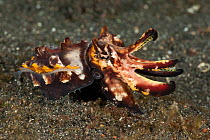 Pfeffer's flamboyant cuttlefish (Metasepia pfefferi) hunting on the sand. Lembeh Strait, Sulawesi, Indonesia
