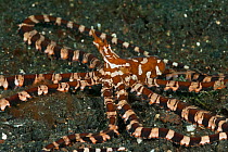 Wonderpus octopus (Wunderpus photogenicus) with arms spread on the sea bed. Lembeh Strait, Sulawesi, Indonesia