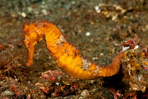 Estuary / Spotted / Common seahorse (Hippocampus kuda) in the rubble. Lembeh Strait, Sulawesi, Indonesia