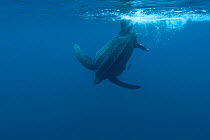 Leatherback turtle (Dermochelys coriacea) underwater. Kei islands, Indonesia, November