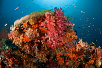 Colorful coral reef with soft corals (Alcyonacea) and fan corals (Gorgonacea). Misool, Raja Ampat, West Papua, Indonesia