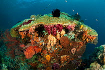 Colorful coral reef with soft corals (Alcyonacea) and fan corals (Gorgonacea). Misool, Raja Ampat, West Papua, Indonesia, January