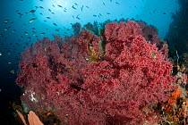 Large fan coral (Muricella sp) Misool, Raja Ampat, West Papua, Indonesia, January