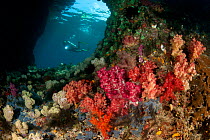 Diver navigating a swim-through at dive site called Boo with colourful corals in the foreground. Misool, Raja Ampat, West Papua, Indonesia, January 2010
