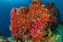 Collection of pink and orange soft corals (Alcyonaceae). Misool, Raja Ampat, West Papua, Indonesia, January