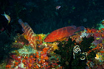Pair of Coral trout / Leopard coral groupers (Plectropomus leopardus) performing mating behaviour. Misool, Raja Ampat, West Papua, Indonesia, January