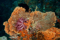 Soft corals (Alceonacea) amidst a fan coral (Gorconacea). Misool, Raja Ampat, West Papua, Indonesia