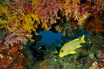 Yellow ribbon sweetlips (Plectorhinchus polytaenia) in a coral crevice full of soft corals. Misool, Raja Ampat, West Papua, Indonesia