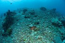 Old coral reef destroyed by dynamite fishing. New corals are not able to colonise the rubble. Misool, Raja Ampat, West Papua, Indonesia, January 2010