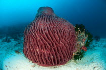 Massive barrel sponge (Xestospongia testudinaria)on seabed. Misool, Raja Ampat, West Papua, Indonesia