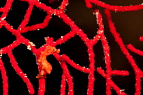 Denise's pygmy seahorse (Hippocampus denise) well-camouflaged in its fan coral home. Misool, Raja Ampat, West Papua, Indonesia