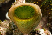 Green urn sea squirt / tunicate (Didemnum molle). Misool, Raja Ampat, West Papua, Indonesia