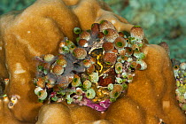 Colony of Lesser urn sea squirts / tunicates (Atriolum robustum) on hard coral. Misool, Raja Ampat, West Papua, Indonesia