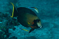 Mimic surgeonfish (Acanthurus pyroferus) being cleaned by Cleaner wrasse (Labroides dimidiatus). Misool, Raja Ampat, West Papua, Indonesia