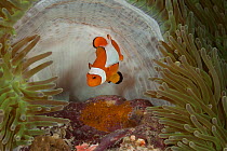 True clownfish / Clown anemonefish (Amphiprion percula) tending its eggs. Misool, Raja Ampat, West Papua, Indonesia0