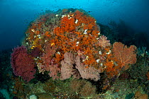 Fan corals, soft corals and tunicates on coarl reef. Misool, Raja Ampat, West Papua, Indonesia, January