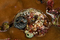 Worm snail (Serpulorbis grandis) on coral. Misool, Raja Ampat, West Papua, Indonesia