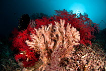 Feather duster / Coral worms (Filograna implexa) in the reef. Misool, Raja Ampat, West Papua, Indonesia