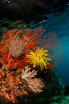 Fan corals (Gorgonacea) and Feather star (Crinoidea) in the reef shallows. Misool, Raja Ampat, West Papua, Indonesia, January