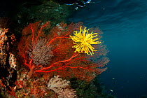 Fan corals (Gorgonacea) and Feather star (Crinoidea) in the reef shallows. Misool, Raja Ampat, West Papua, Indonesia, January