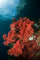 Pink Fan coral (Gorgonacea) in the reef shallows. Misool, Raja Ampat, West Papua, Indonesia, January