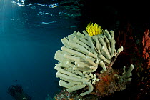Sponges (Porifera) in shallow water, Misool, Raja Ampat, West Papua, Indonesia, January