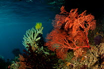 Pink Fan coral (Gongonacea) in the reef shallows. Misool, Raja Ampat, West Papua, Indonesia, January