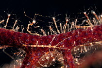 Close-up of Skeleton shrimps (Caprella sp.) congregating all over a fan coral. Misool, Raja Ampat, West Papua, Indonesia