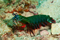 Peacock / Harlequin / Painted mantis shrimp (Odontodactylus scyllarus). North Raja Ampat, West Papua, Indonesia
