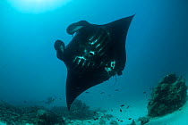 Giant manta ray (Manta birostris) seen from below, being cleaned by other fish at a cleaning station. North Raja Ampat, West Papua, Indonesia