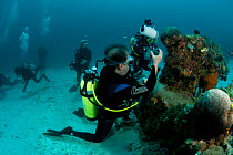 Underwater photographer shoots a pygmy seahorse. Other divers at this manta cleaning station waiting for mantas to arrive. North Raja Ampat, West Papua, Indonesia, February 2010