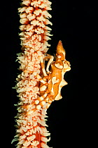 Spider crab (Xenocarcinus tuberculatus) on whip coral. North Raja Ampat, West Papua, Indonesia