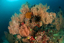 Fan corals (Gorgonacea) in the reef. North Raja Ampat, West Papua, Indonesia, February