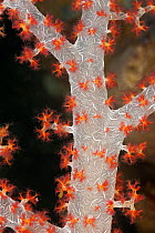 Close-up of a branch of soft coral (Dendronephthya sp.). North Raja Ampat, West Papua, Indonesia