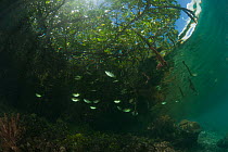 Banded archerfish (Toxotes jaculatrix) in the mangroves. North Raja Ampat, West Papua, Indonesia, February
