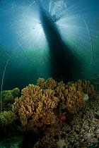 Silhouette of an outrigger dugout canoe seen from underwater. North Raja Ampat, West Papua, Indonesia, February
