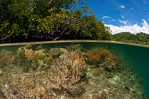 Split level of a shallow coral reef and mangroves. North Raja Ampat, West Papua, Indonesia, February 2010
