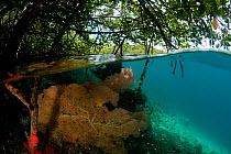 Split-level shot of Fan coral (Gorgonacea) in the shallow mangrove area. North Raja Ampat, West Papua, Indonesia, February 2010