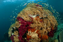 Soft corals swaying in the reef current. North Raja Ampat, West Papua, Indonesia, February