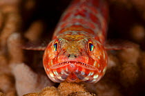 Variegated / Common lizardfish (Synodus variegatus) portrait. North Raja Ampat, West Papua, Indonesia