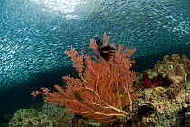 Schooling Silverside fish above gorgonian fan coral. North Raja Ampat, West Papua, Indonesia, February