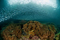 Schooling Silverside fish (Atherinidae) above coral reef, North Raja Ampat, West Papua, Indonesia, February