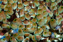 Lesser urn tunicates / ascidians / sea squirts (Atriolum robustum) North Raja Ampat, West Papua, Indonesia