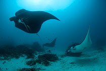 RF- Parade of Giant manta rays (Manta birostris) at cleaning station. North Raja Ampat, West Papua, Indonesia. (This image may be licensed either as rights managed or royalty free.)