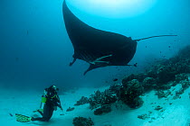 Giant manta ray (Manta birostris) at a cleaning station with diver looking up at it. North Raja Ampat, West Papua, Indonesia, February 2010
