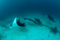 A parade of Giant manta rays (Manta birostris) at a cleaning station. North Raja Ampat, West Papua, Indonesia, February