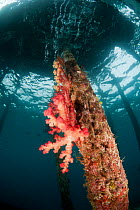 Soft coral (Dendronephthya sp) on a pillar of a jetty, North Raja Ampat, West Papua, Indonesia