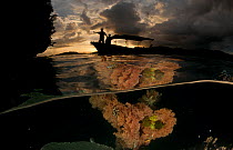 Split-level shot of Fan coral (Gorgonacea) in the shallows with boat shilouetted against the sunset in the background. North Raja Ampat, West Papua, Indonesia, February 2010