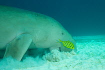 Dugong (Dugong dugon) feeding in the seagrass bed with trevally fish inspecting the disturbed sand. Dimakya Island, Palawan, Philippines