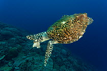 Hawksbill turtle (Eretmochelys imbricata) swimming through a reef eating a sponge. Banda Neira, Moluccas, Indonesia, December